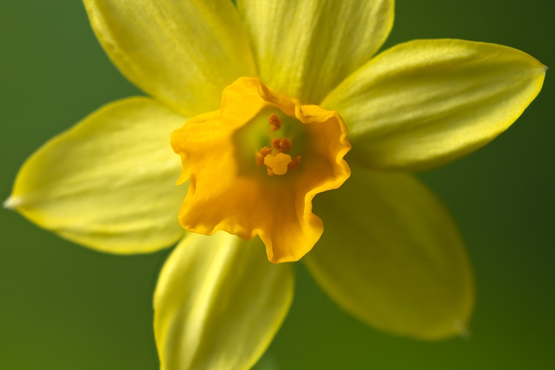 A daffodil in the house. Feels like spring