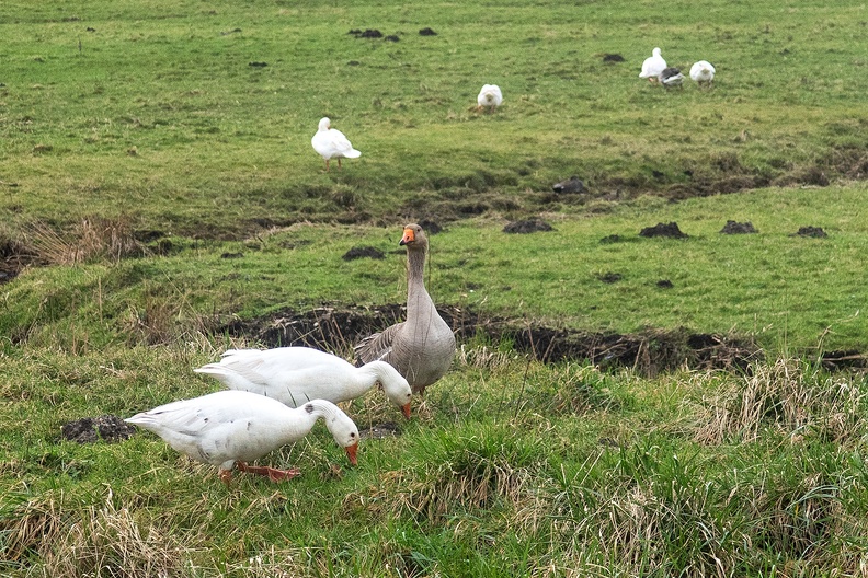 Grazing geese in the Westzijderveld
