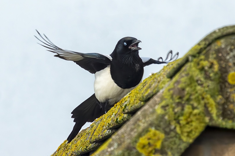 A magpie on a roof