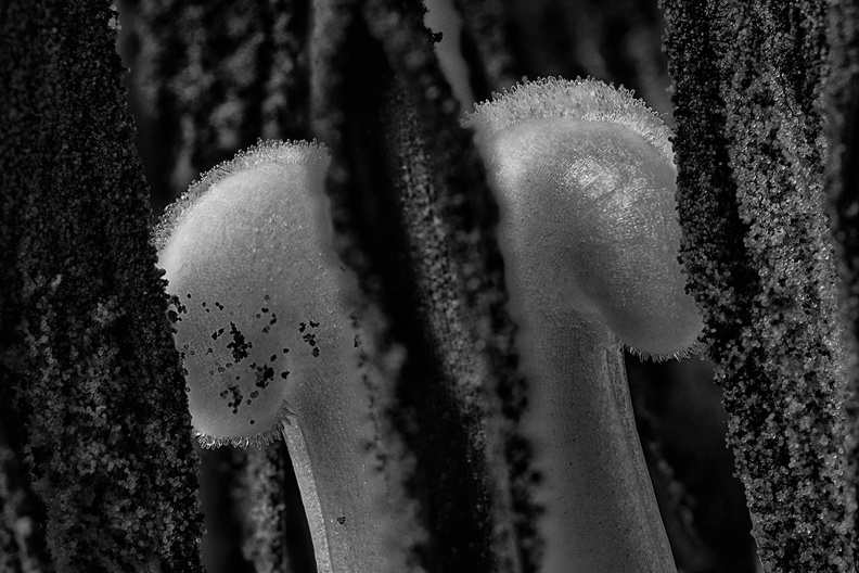 Detail of a tulip in B&W