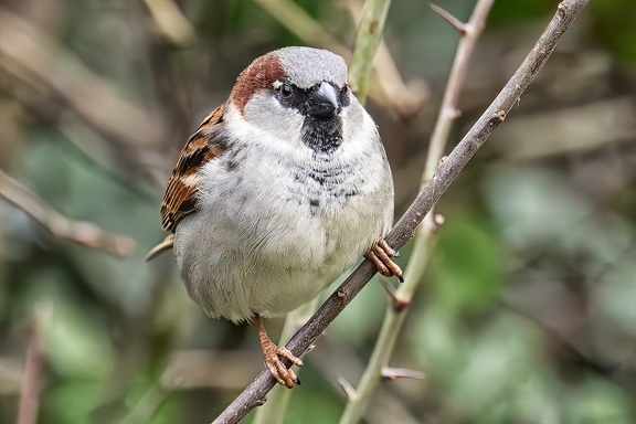 Feb 26 - Sparrow