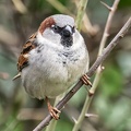 Feb 26 - Sparrow