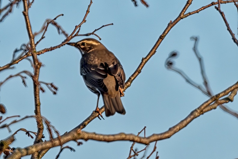 Spotted a strange bird near my house. My guess it's a redwing (
