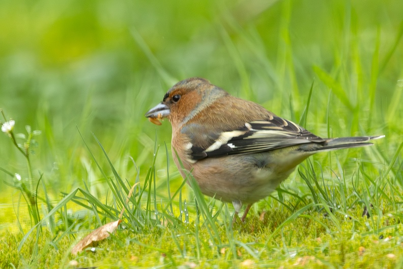 A chaffinch in the grass