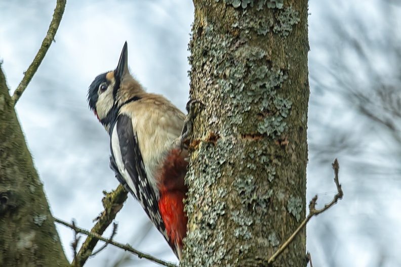 A woodpecker near my vacation house