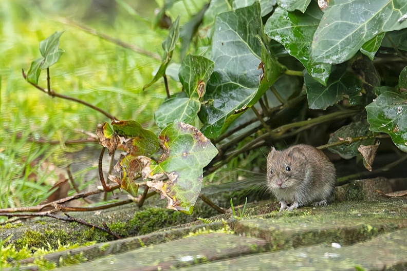A common vole in my (vacation) garden