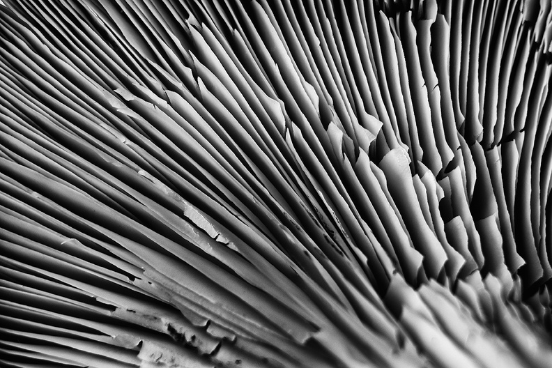 Detail of an oyster mushroom. Ingredient for stewed chicken