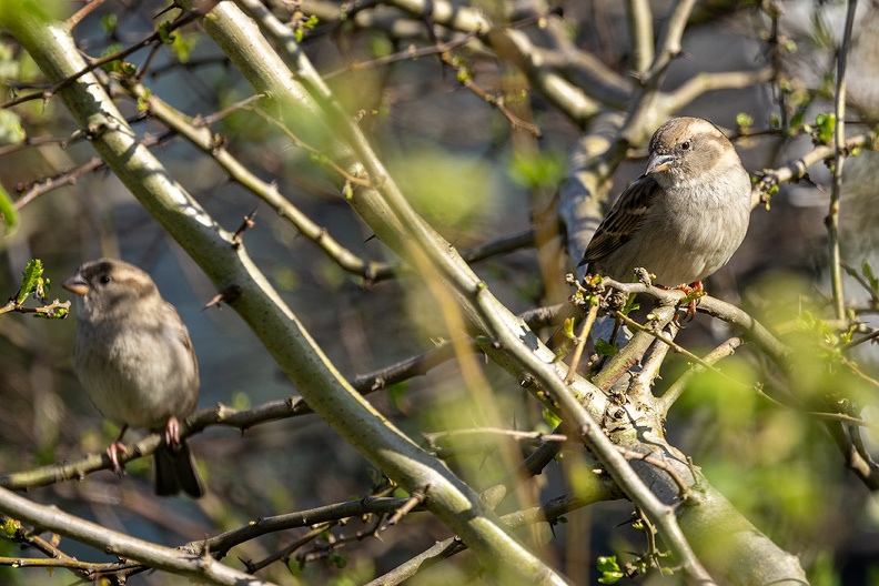 Two sparrows in my hedge