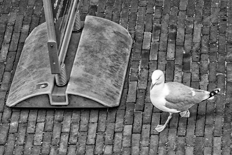A gull in the city