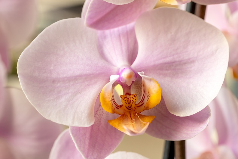 A blooming orchid in the house