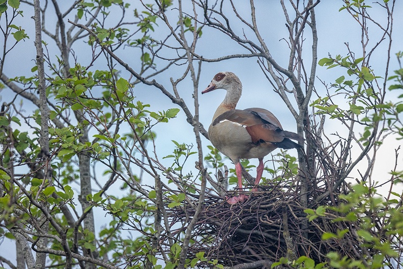 An egyptian goose in a magpie nest