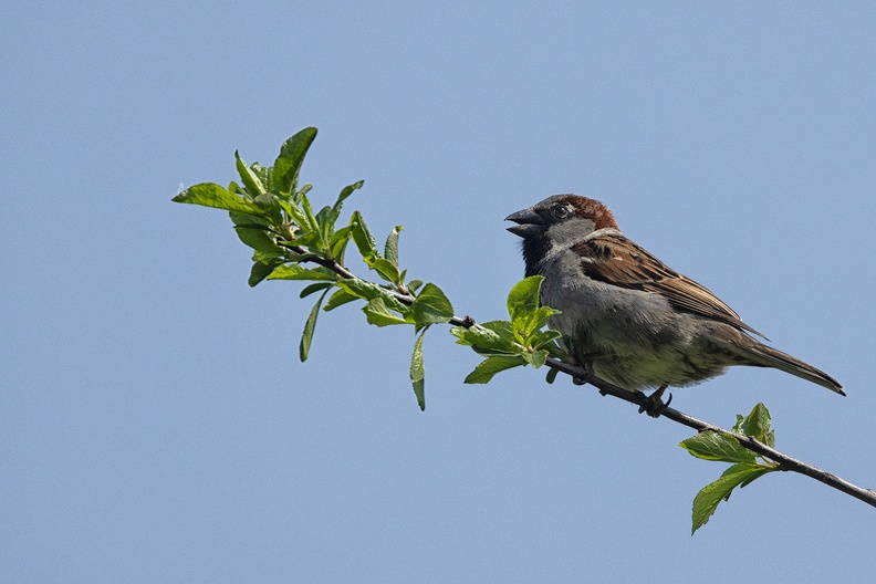 A sparrow in my garden