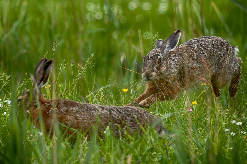 Hares in the Westzijderveld. Reminds me of an old nursery rhyme :) <a href=