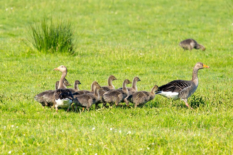Geese and goslings in the field