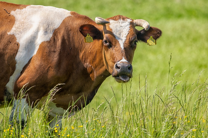 Portrait of a cow
