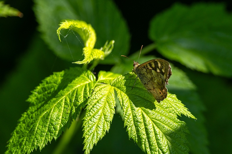 A butterfly in my garden