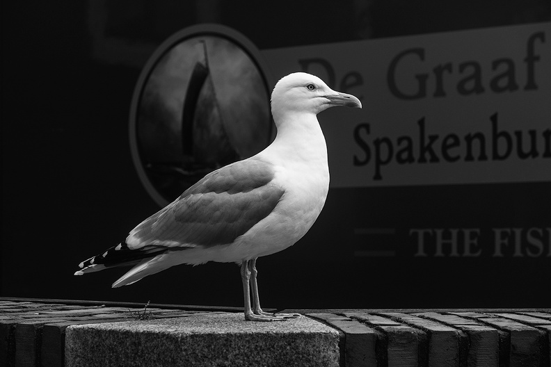 A seagull on the market
