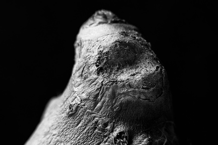 May 26 - Dragon face