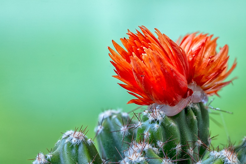 Bought a small blooming cactus, but it looks like the flowers are glued to it