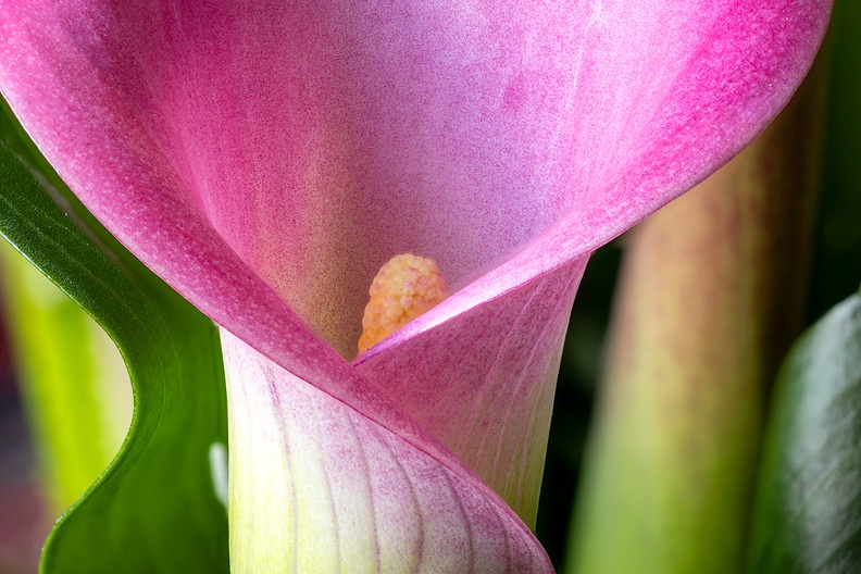 A blooming plant in the house