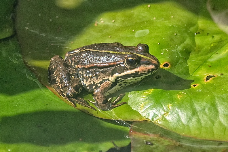A frog in my small pond