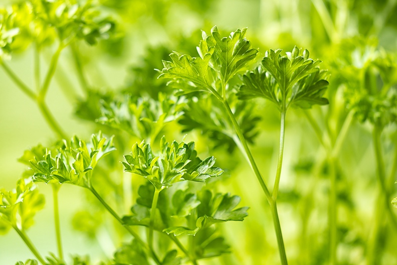 Fresh parsley in my kitchen