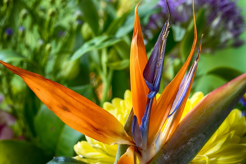 A crane flower, part of a beautiful bouquet I got.