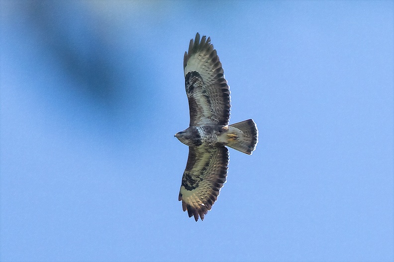 A buzzard flying over my (vacation) backyard