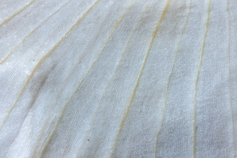Detail of a garlic bulb