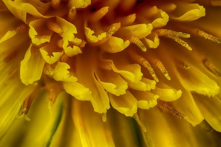 Jul 03 - Yellow