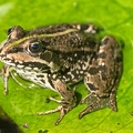 Jul 04 - On a leaf