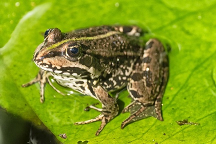 Jul 04 - On a leaf