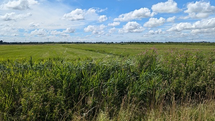 Jul 11 - Landscape