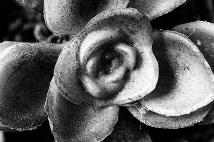 Jul 12 - Old plant