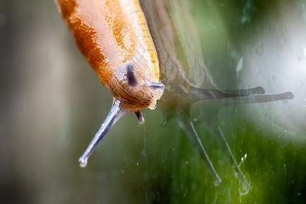 Jul 13 - Window cleaner