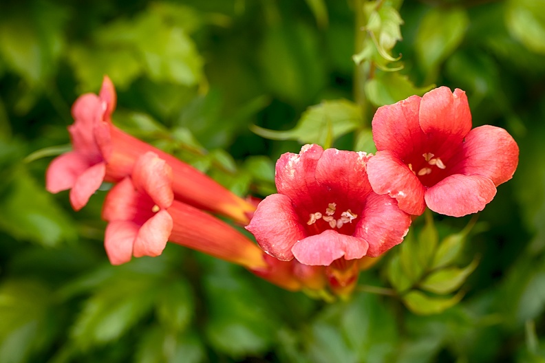 Jul 15 - Flowers.jpg