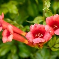 Jul 15 - Flowers