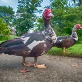 Jul 17 - Ducks