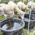 Jul 18 - Sheep