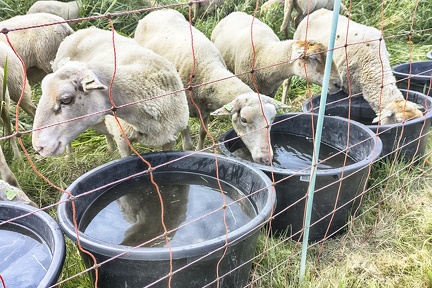 Jul 18 - Sheep