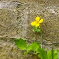Jul 19 - Against a wall