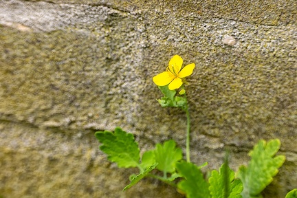 Jul 19 - Against a wall