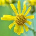 Jul 22 - Yellow