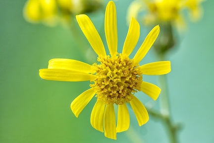 Jul 22 - Yellow