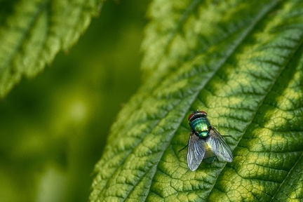 Jul 23 - Green on green