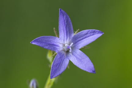 Jul 25 - Purple