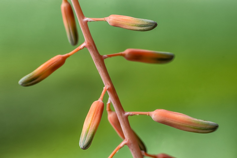 A plant in the house