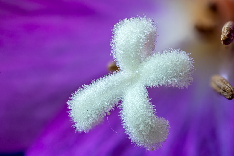 The center of some small weed from my garden