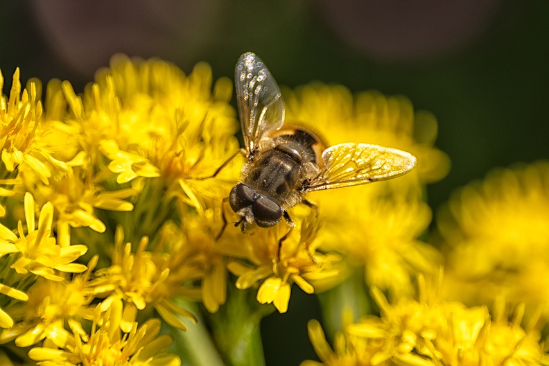 An hoverfly on yellow weed in my garden