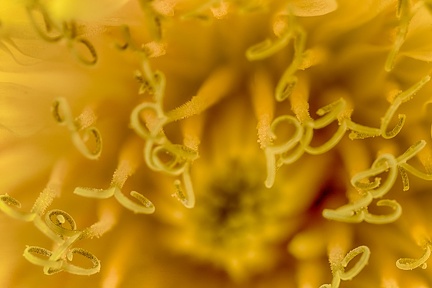 Aug 09 - Yellow